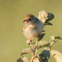 Chwastówka stokowa - Cisticola bodessa - Boran Cisticola