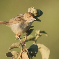Chwastówka stokowa - Cisticola bodessa - Boran Cisticola