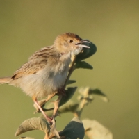 Chwastówka stokowa - Cisticola bodessa - Boran Cisticola