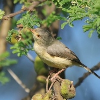 Akacjówek - Phyllolais pulchella - Buff-bellied Warbler