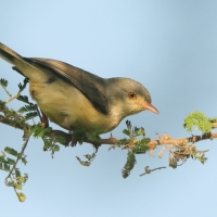 Akacjówek - Phyllolais pulchella - Buff-bellied Warbler