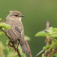 Mucharka szara - Bradornis microrhynchus - African Grey Flycatcher