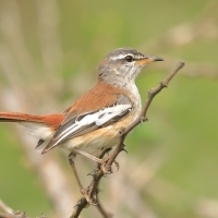 Drozdówka jasna - Cercotrichas leucophrys - White-browed Scrub Robin