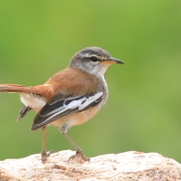 Drozdówka jasna - Cercotrichas leucophrys - White-browed Scrub Robin