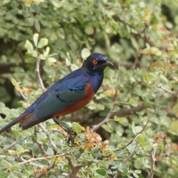 Błyszczak strojny - Lamprotornis shelleyi - Shelley's Starling