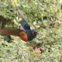Błyszczak strojny - Lamprotornis shelleyi - Shelley's Starling