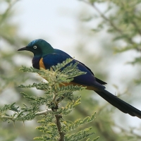 Błyszczak królewski - Lamprotornis regius - Golden-breasted Starling