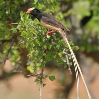 Wdówka płowosterna - Vidua fischeri - Straw-tailed Whydah