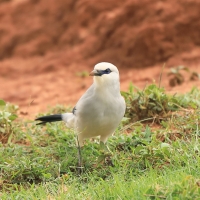 Abisyniak - Zavattariornis stresemanni - Stresemann's Bush-Crow