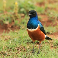 Błyszczak rudobrzuchy - Lamprotornis superbus - Superb Starling