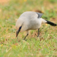 Abisyniak - Zavattariornis stresemanni - Stresemann's Bush-Crow