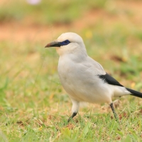 Abisyniak - Zavattariornis stresemanni - Stresemann's Bush-Crow