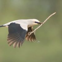 Abisyniak - Zavattariornis stresemanni - Stresemann's Bush-Crow