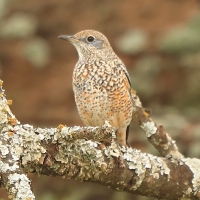 Nagórnik - Monticola saxatilis - Common Rock Thrush