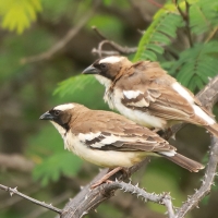 Dziergacz białobrewy - Plocepasser mahali - White-browed Sparrow-Weaver