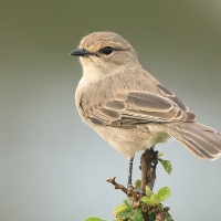Mucharka szara - Bradornis microrhynchus - African Grey Flycatcher