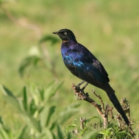 Błyszczak purpurowosterny - Lamprotornis purpuroptera - Rüppell's Glossy Starling