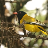 Wilga czarnogłowa - Oriolus larvatus - African Black-headed Oriole