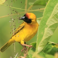 Wikłacz akacjowy - Ploceus vitellinus - Vitelline Masked-Weaver