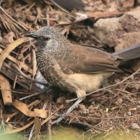 Tymal białorzytny - Turdoides leucopygia - White-rumped Babbler
