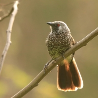 Tymal białorzytny - Turdoides leucopygia - White-rumped Babbler