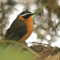 Złotokos rdzawobrzuchy - Cossypha semirufa - Rüppell's Robin Chat