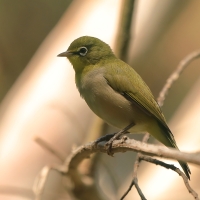 Szlarnik białooki - Zosterops poliogastrus - Ethiopian White-eye