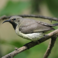 Nektarnik piękny - Cinnyris pulchellus - Beautiful Sunbird