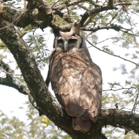 Puchacz mleczny - Bubo lacteus - Verreaux's Eagle Owl