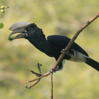 Dzioborożec srebrnolicy - Bycanistes brevis - Silvery-cheeked Hornbill
