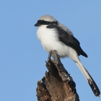 Dzierzba srokoszowata - Lanius excubitoroides - Grey-backed Fiscal