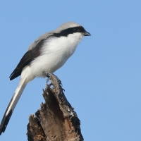 Dzierzba srokoszowata - Lanius excubitoroides - Grey-backed Fiscal