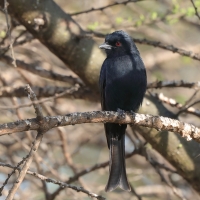 Dziwogon żałobny - Dicrurus adsimilis - Fork-tailed Drongo