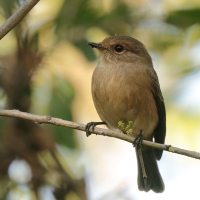 Mucharka szara - Bradornis microrhynchus - African Grey Flycatcher