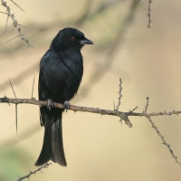 Dziwogon żałobny - Dicrurus adsimilis - Fork-tailed Drongo