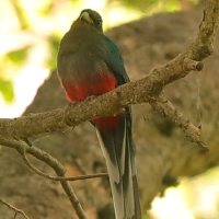 Afrotrogon zielony - Apaloderma narina - Narina Trogon