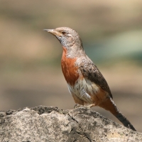 Krętogłów afrykański - Jynx ruficollis - Rufous-breasted Wryneck