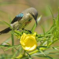Nektarnik piękny - Cinnyris pulchellus - Beautiful Sunbird
