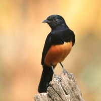 Smolarek rdzawobrzuchy - Thamnolaea cinnamomeiventris - Mocking Cliff Chat