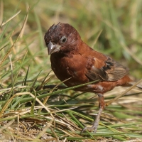 Wróbel kasztanowaty - Passer eminibey - Chestnut Sparrow