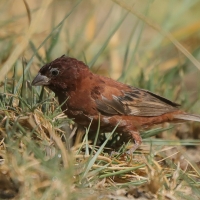 Wróbel kasztanowaty - Passer eminibey - Chestnut Sparrow