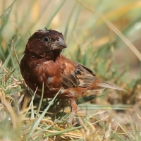 Wróbel kasztanowaty - Passer eminibey - Chestnut Sparrow