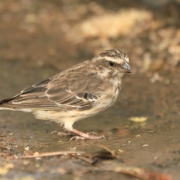 Afrokulczyk etiopski - Crithagra reichenowi - Reichenow's Seedeater