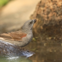 Wróbel szary - Passer swainsonii - Swainson's Sparrow