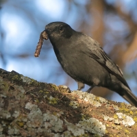 Mucharka czarna - Melaenornis edolioides - Northern Black Flycatcher