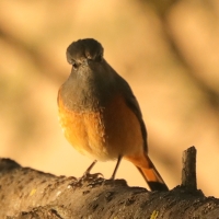 Nagórnik mały - Monticola rufocinereus - Little rock-thrush