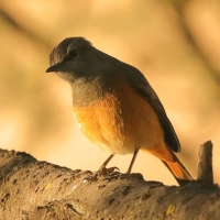 Nagórnik mały - Monticola rufocinereus - Little rock-thrush