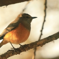 Nagórnik mały - Monticola rufocinereus - Little rock-thrush
