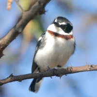 Krępnik ciemnogłowy - Batis minor - Black-headed Batis