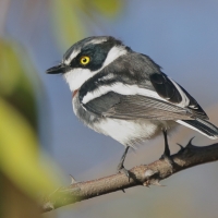 Krępnik ciemnogłowy - Batis minor - Black-headed Batis